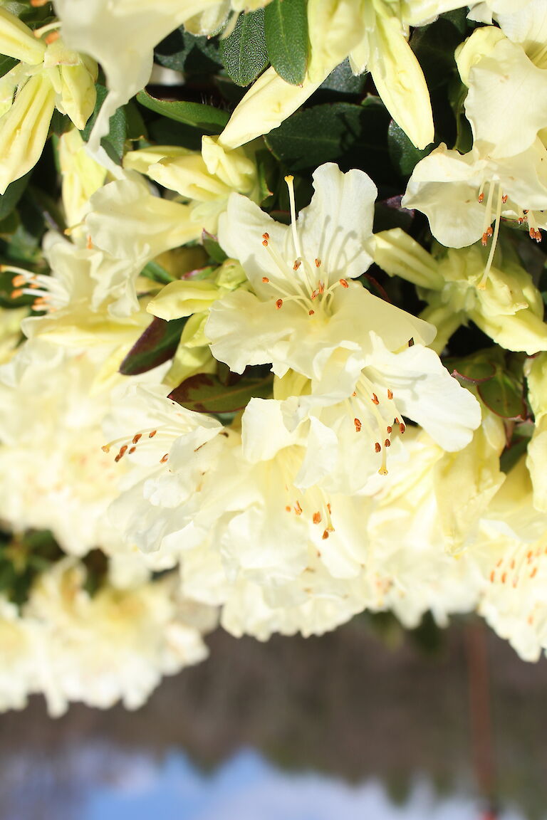 Rhododendron keiskei 'Patty Bee'