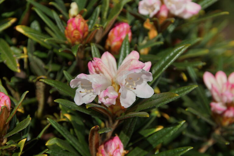 Rhododendron roxieanum var. oreonastes