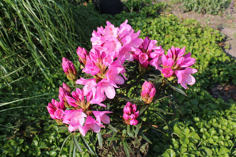 Rhododendron Graziella