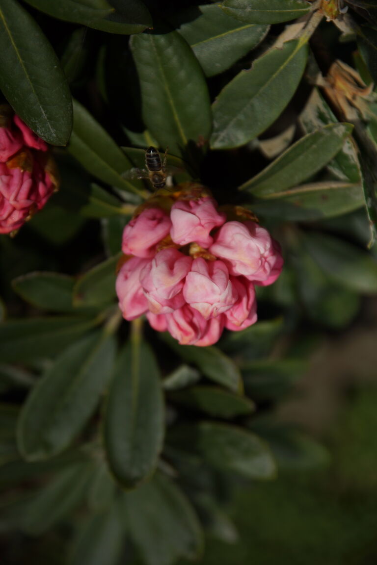  Rhododendron pachysanthum 'Silbervelours