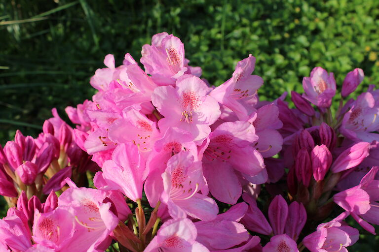 Rhododendron Graziella