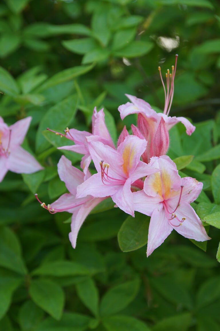 Rhododendron luteum 'Heureuse Surprise'