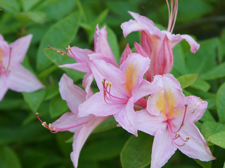 Rhododendron luteum 'Heureuse Surprise'