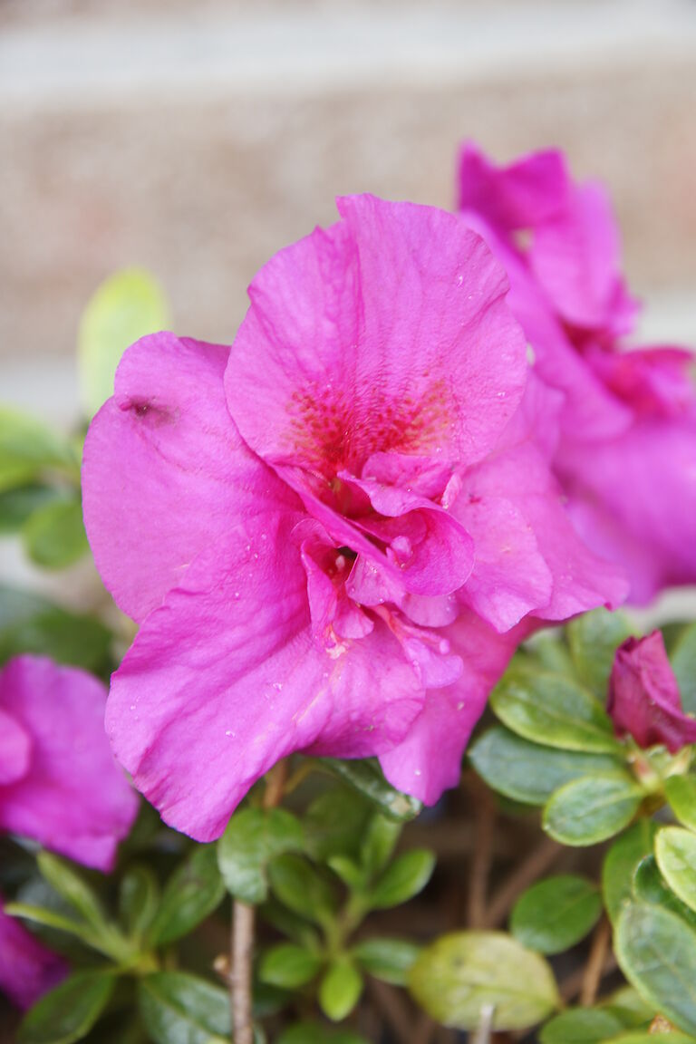 Rhododendron obtusum lilapink