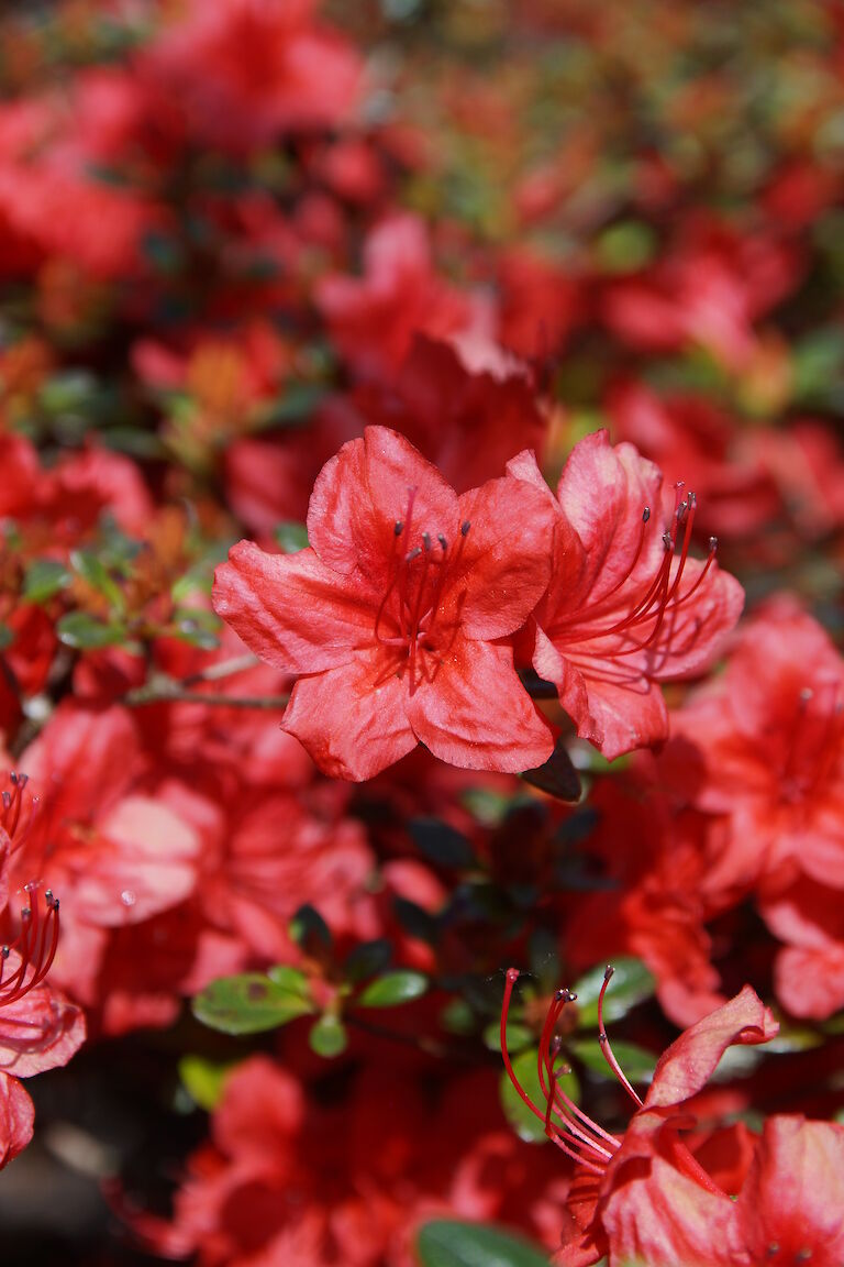 Rhododendron obtusum 'Geisha Orange'