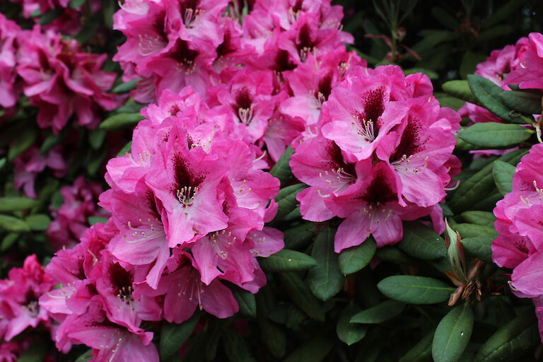 Rhododendron Hybr. 'Edeltraud'