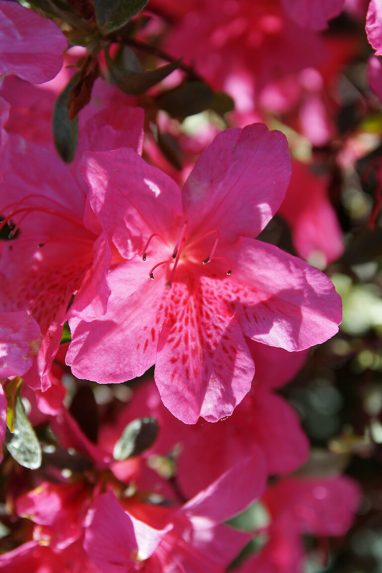 Rhododendron obtusum Fedora