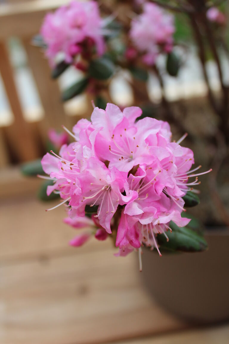 Rhododendron racemosa 'Anna Baldsiefen'