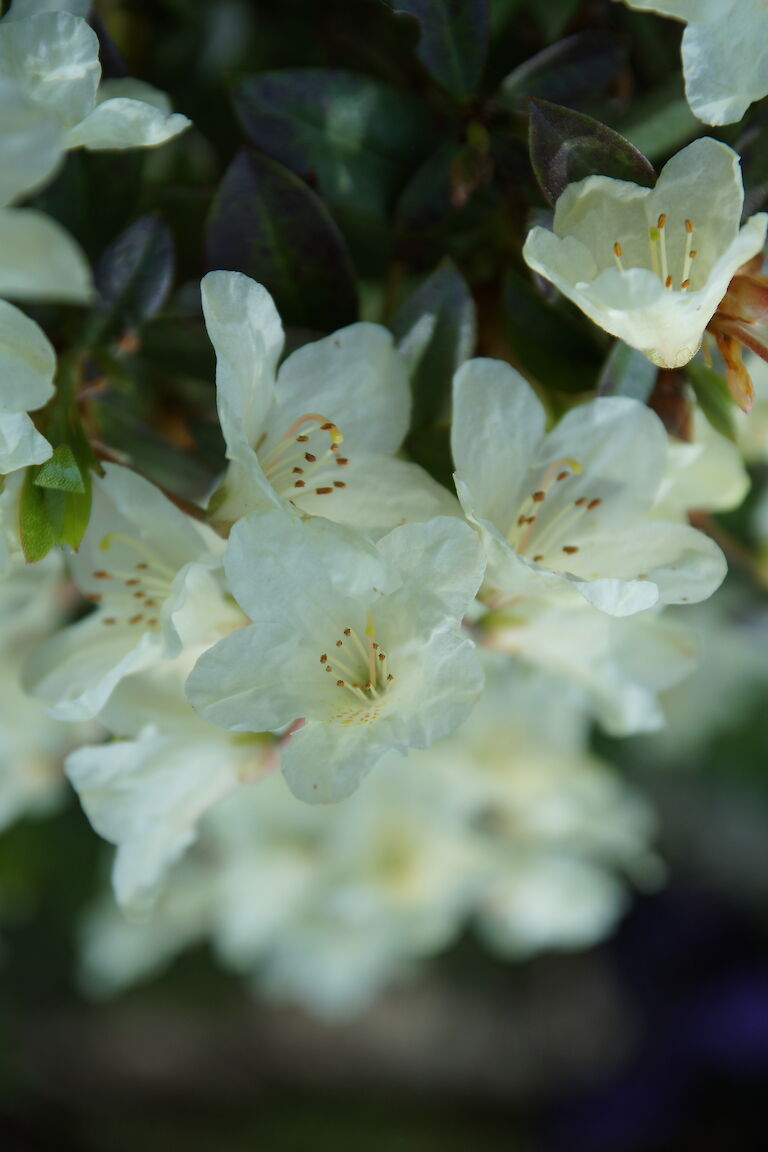 Rhododendron Tow Head