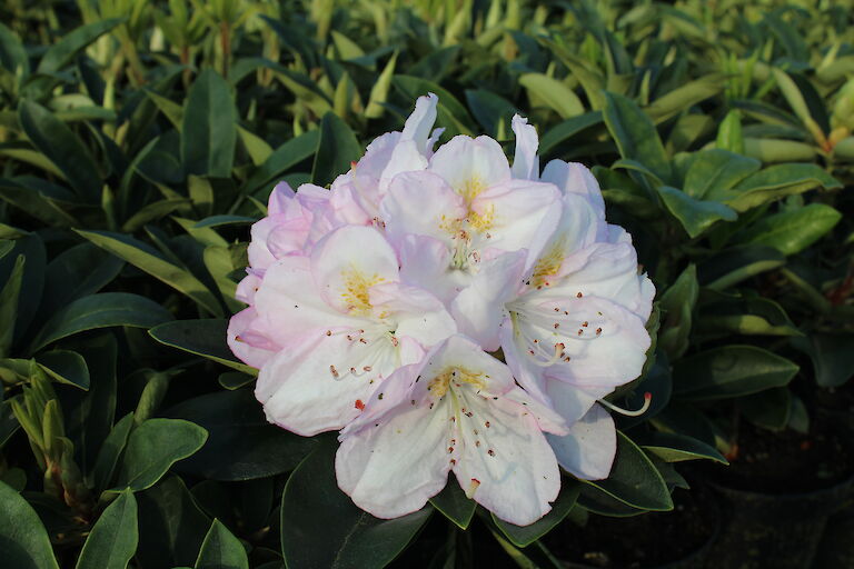 Rhododendron Gomer Waterer