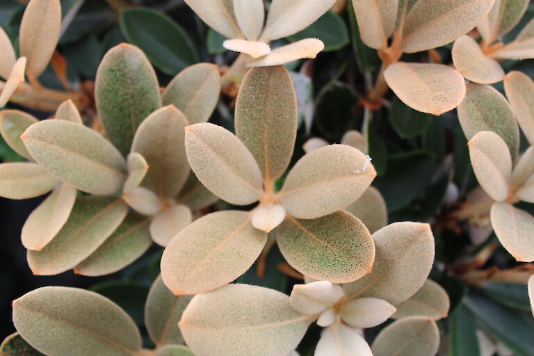 Rhododendron yakushimanum Blatt