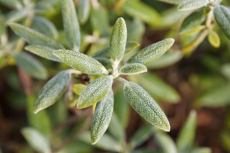 Rhododendron yakushimanum Winter