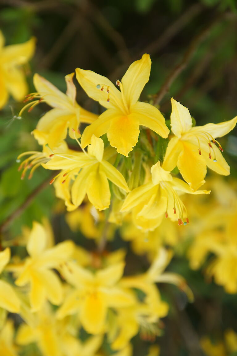 Rhododendron luteum