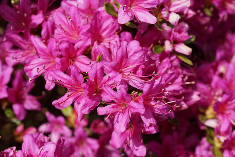 Rhododendron obtusum pink