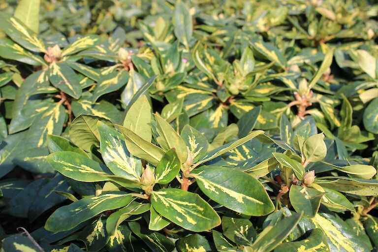 Rhododendron 'Goldflimmer'