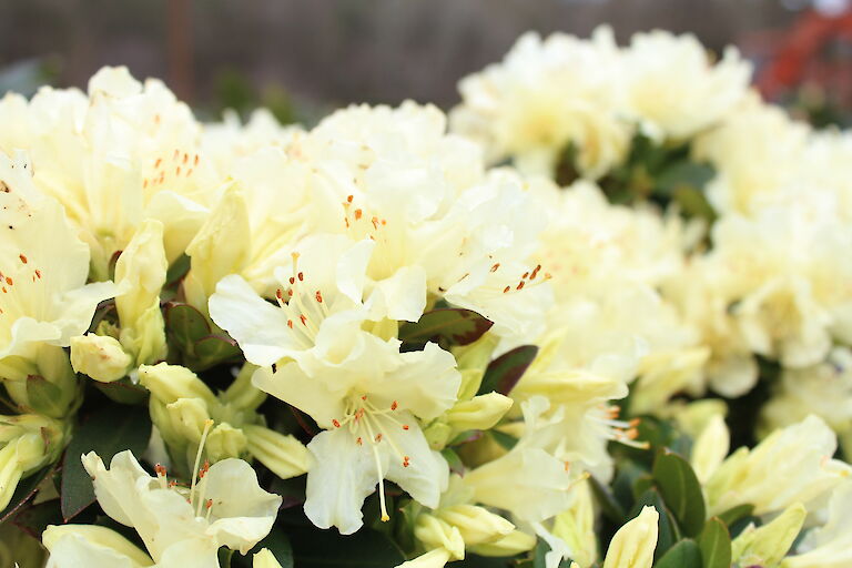 Rhododendron keiskei 'Patty Bee'