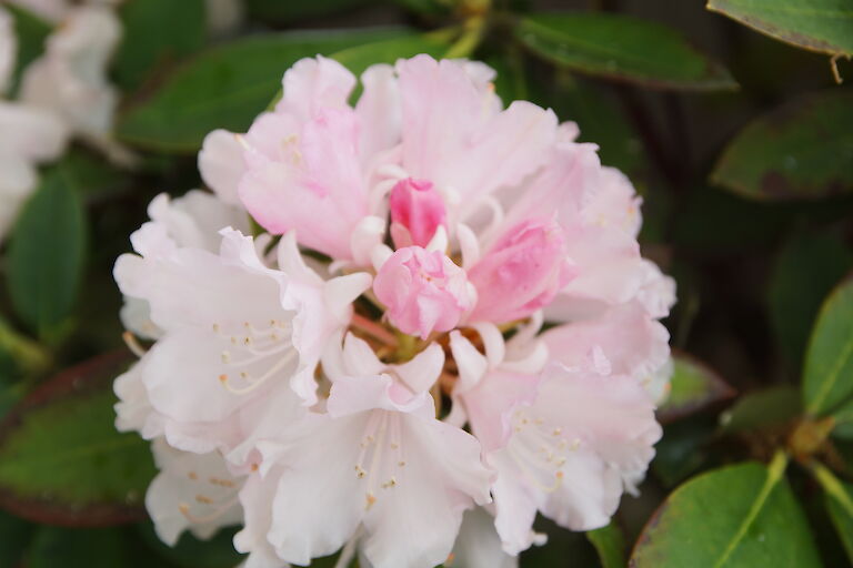 Rhododendron yakushimanum Dreamland