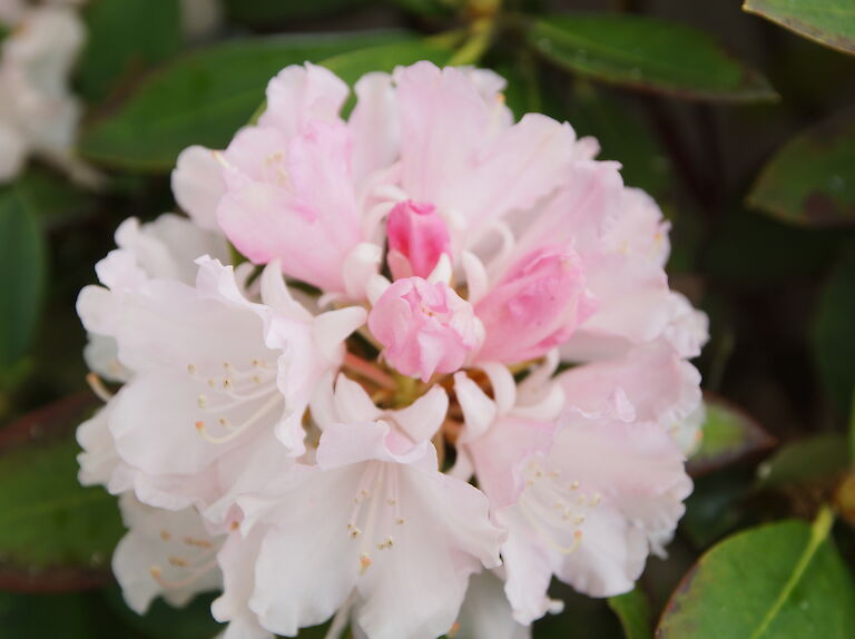 Rhododendron yakushimanum Dreamland