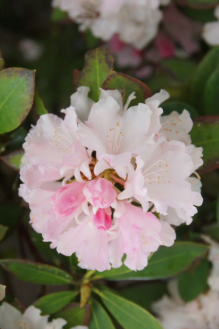 Rhododendron yakushimanum Dreamland