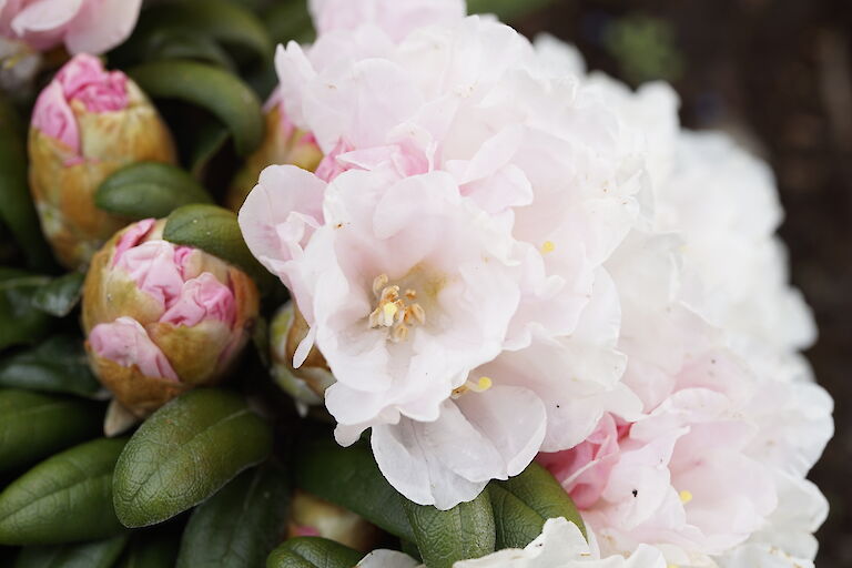 Rhododendron yakushimanum Koichiro Wada