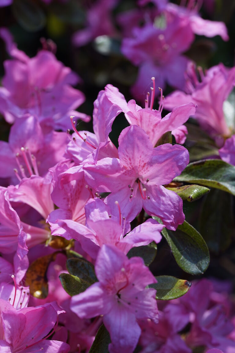 Rhododendron lila