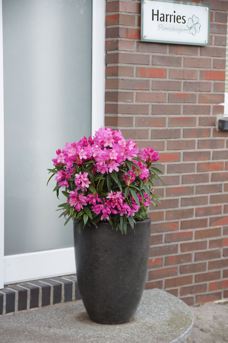 Rhododendron Graziella im Kübel