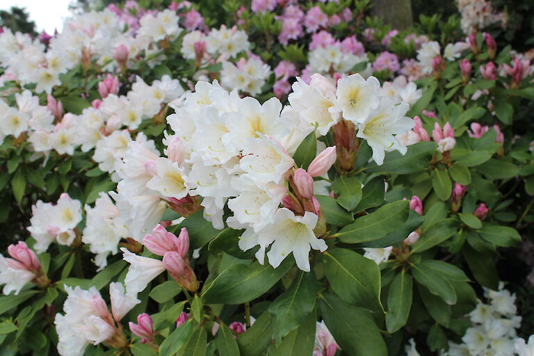 Rhododendron 'Dufthecke weiß'