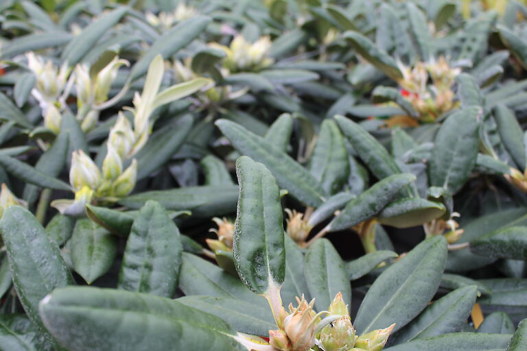 Rhododendron knospig