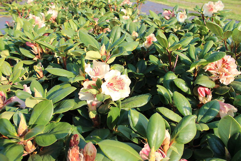 Rhododendron Viscy