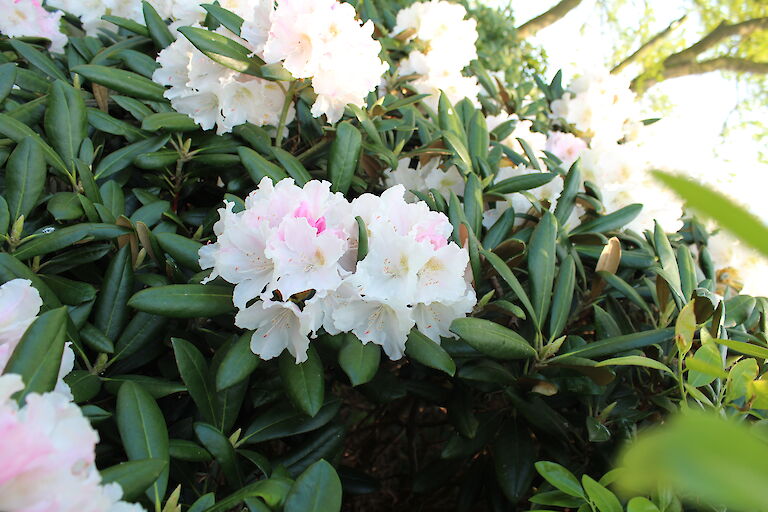 Rhododendron Silverbud