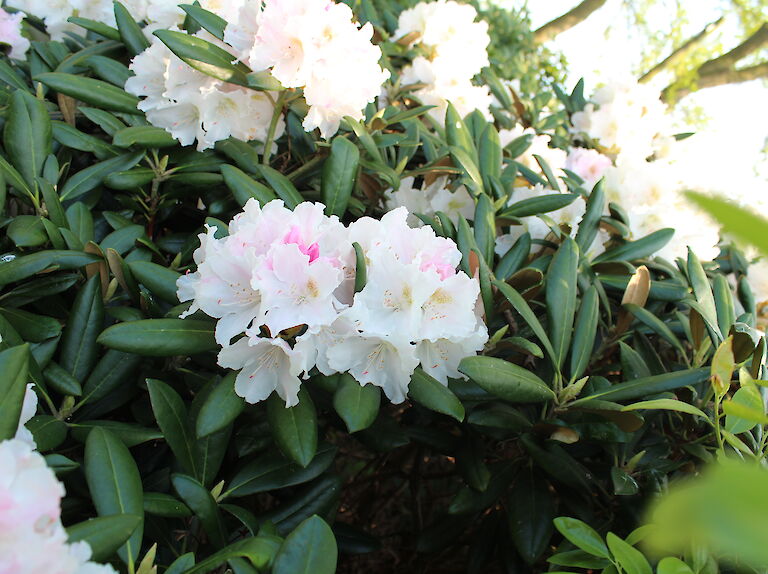 Rhododendron Silverbud