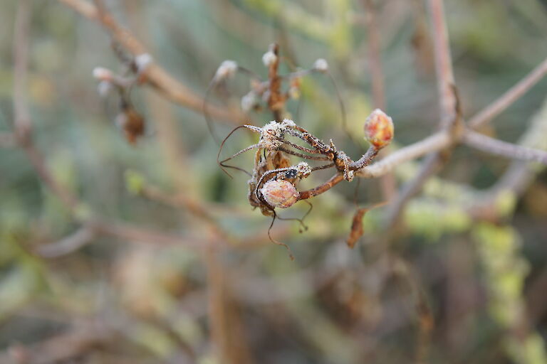 Rhododendron luteum Winter