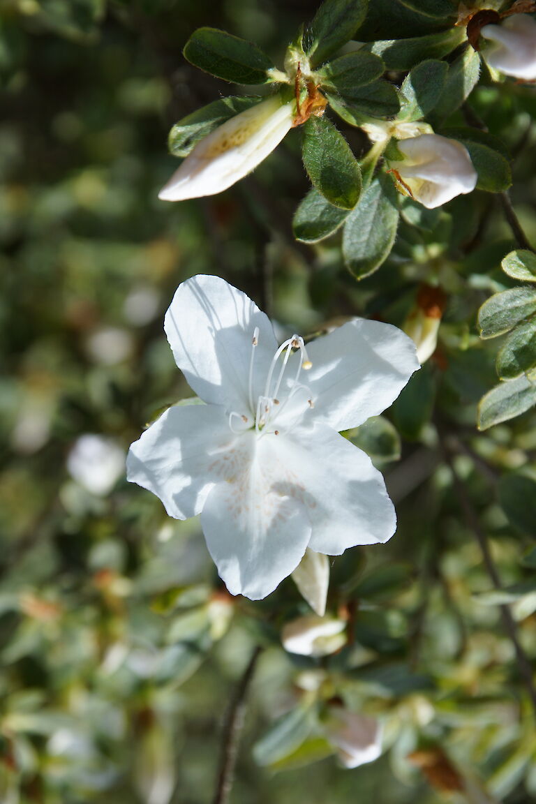 Rhododendron obtusum