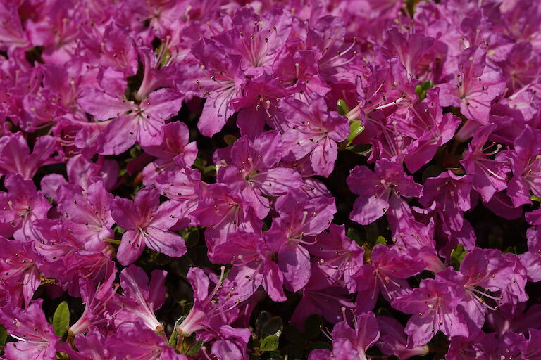 Rhododendron obtusum Diamant Purpur