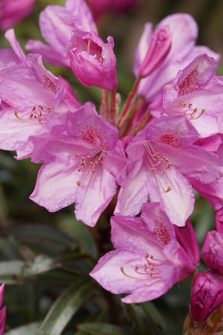 Rhododendron ponticum Graciella