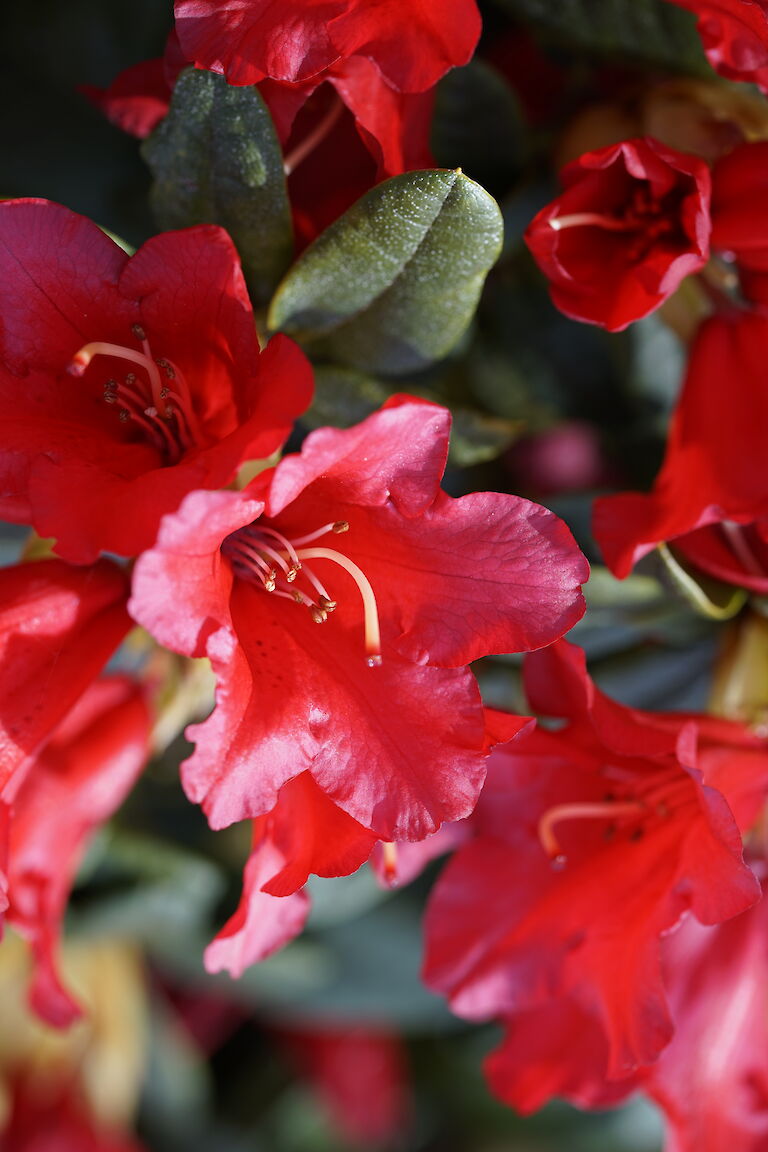 Rhododendron repens Bengal