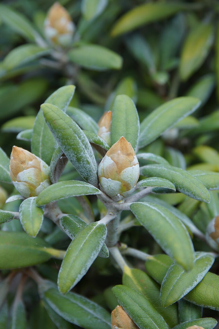 Rhododenron yakushimanum 'Koichiro Wada'