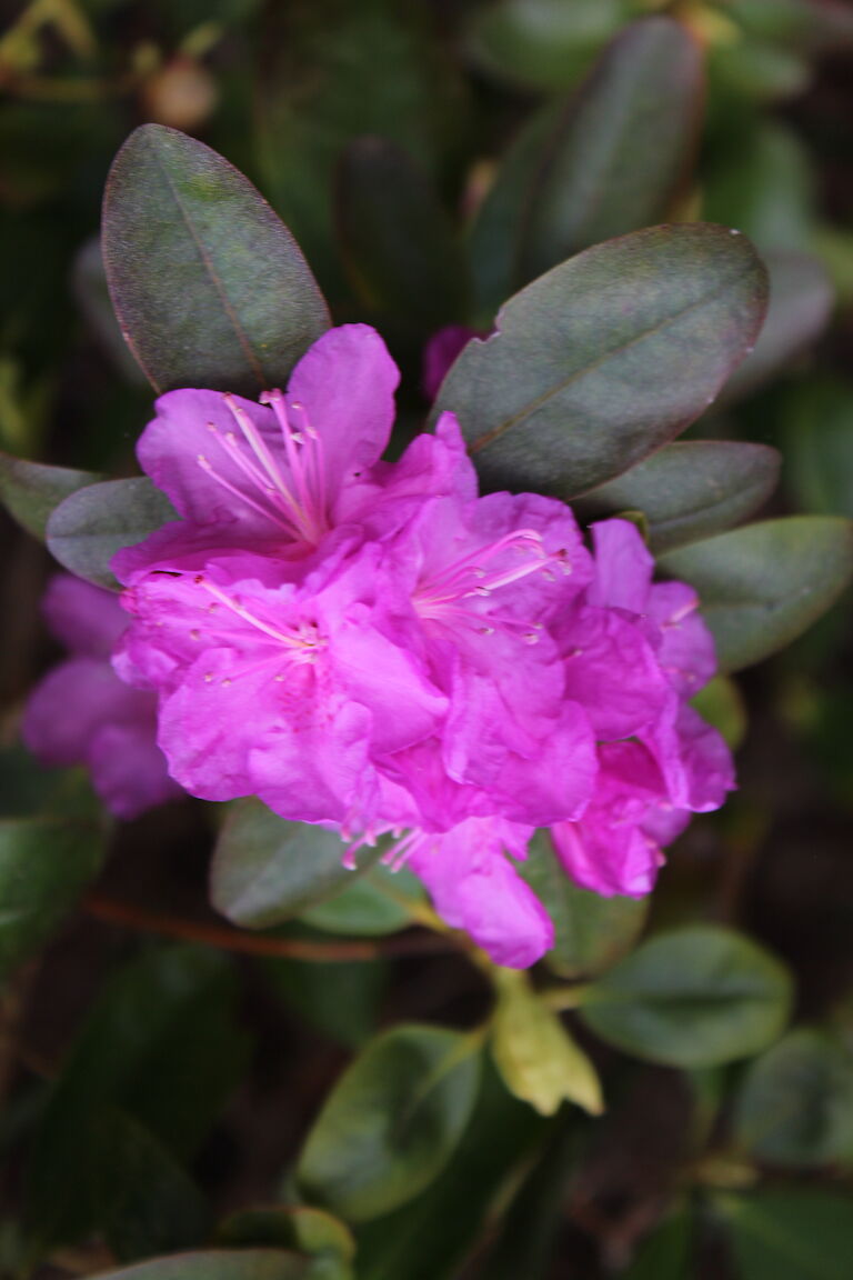 Rhododendron 'P.J. Mezit'