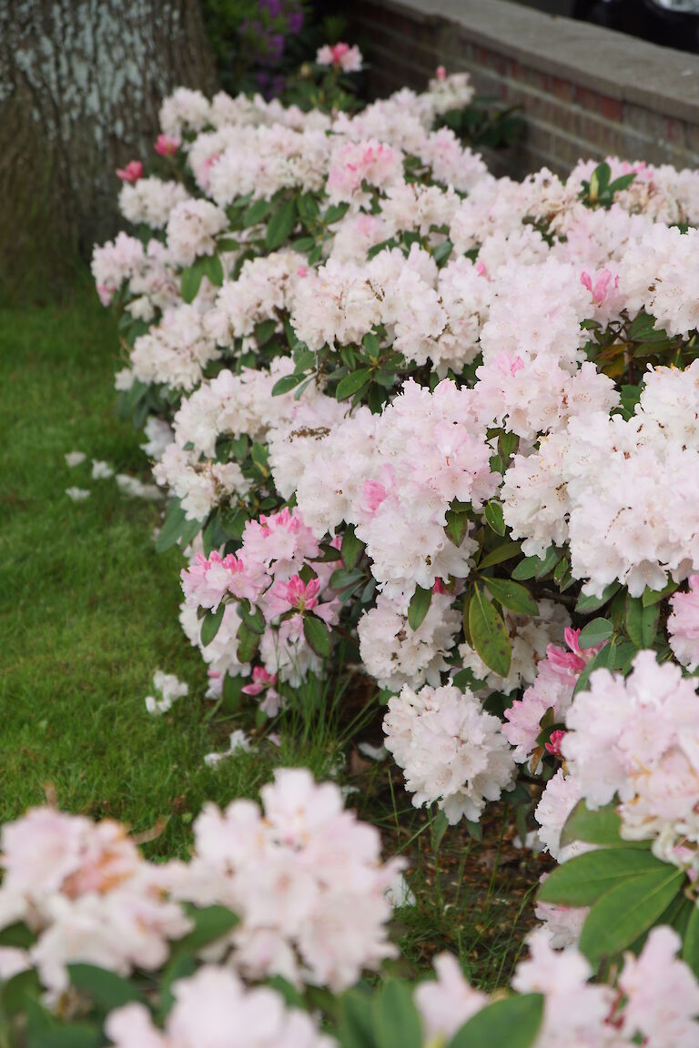 Rhododendron yakushimanum Dreamland Hecke