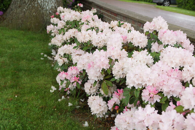 Rhododendron yakushimanum Dreamland Hecke