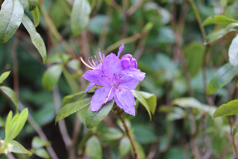 Rhododendron impeditum