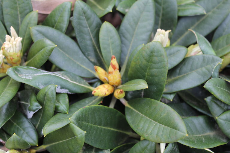 Rhododendron yakushimanum Knospe