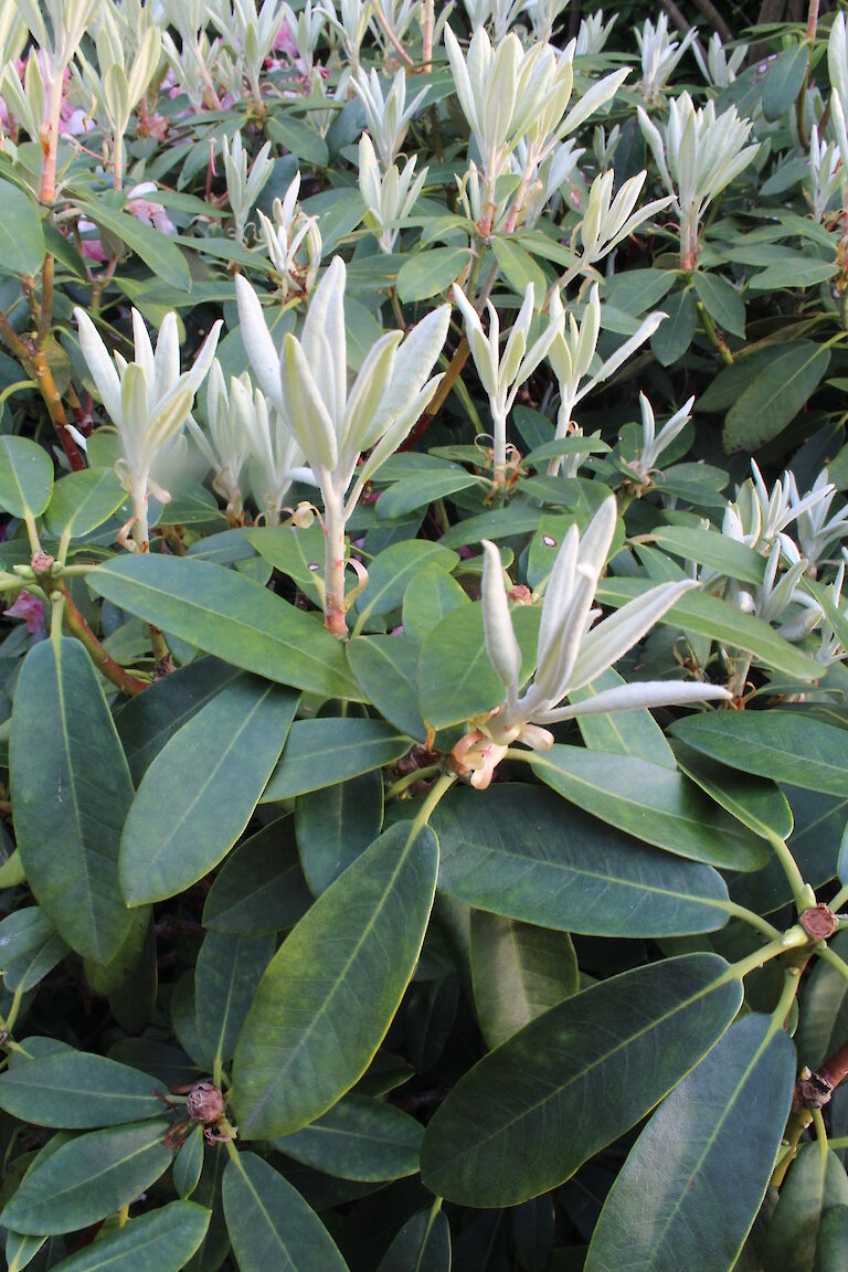 Rhododendron yakushimanum Austrieb
