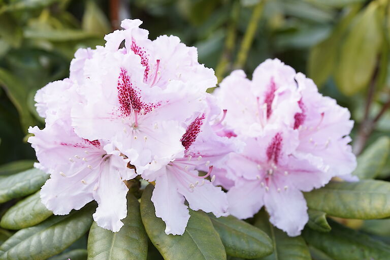 Rhododendron Progres