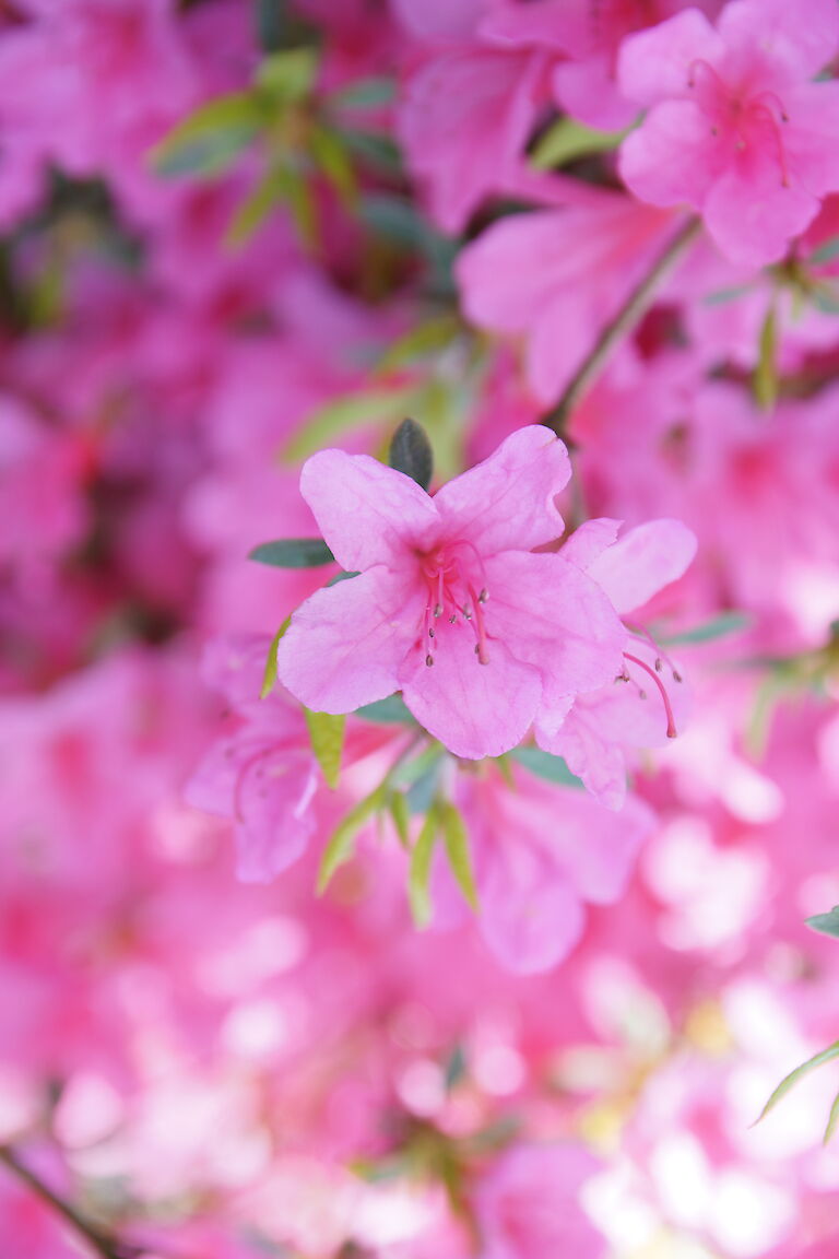 Rhododendron obtusum Madame Albert van Hecke