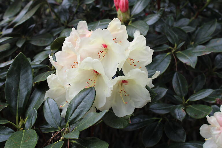 Rhododendron yak. 'Babette'