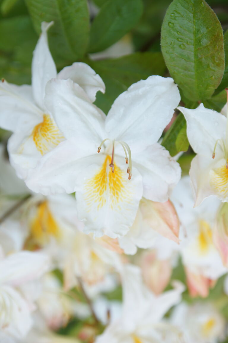 Rhododendron luteum Schneegold