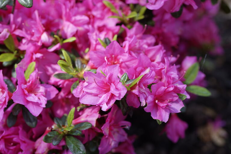 Rhododendron obtusum Melina