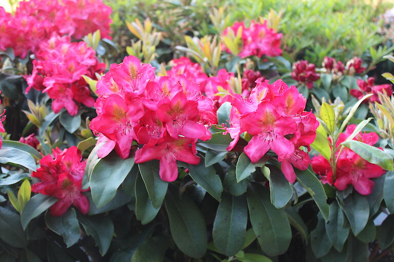 Rhododendron Junifeuer