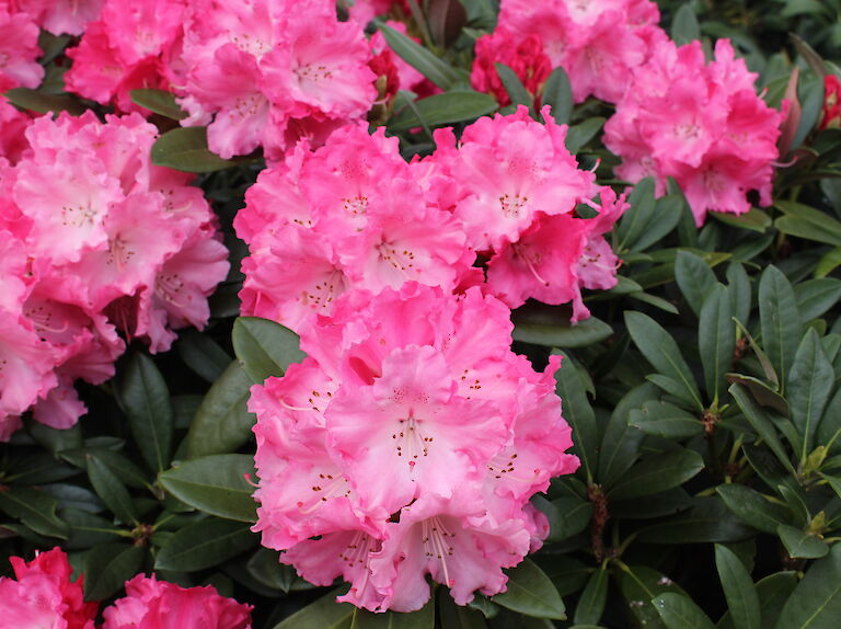 Rhododendron yak. 'Rendezvous'